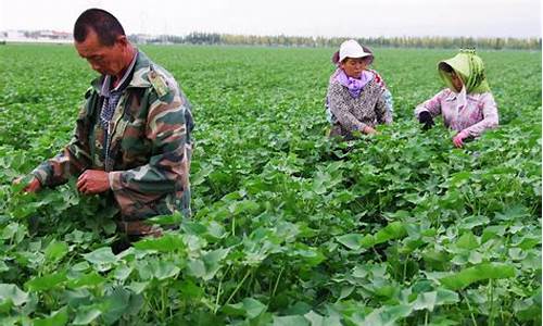 关于天气农业的谚语大全四年级_关于天气农