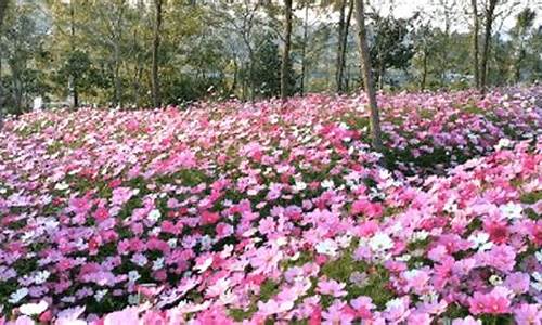 中山云梯山花海天气_中山市云梯山森林公园