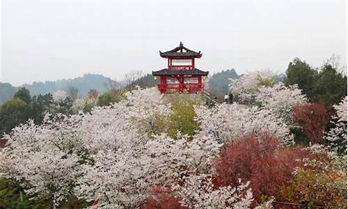 长沙星沙樱花谷_长沙樱花谷天气情况