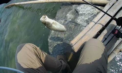 海鲈什么天气最好钓_海鲈什么天气最好